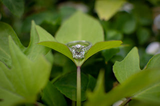 The Diamond Plant - Royal Coster Diamonds